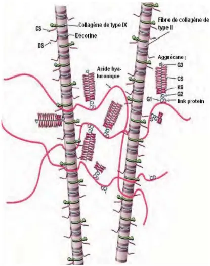 Figure 2 : Structure de la matrice cartilagineuse (d’après 3RRO$5HWDOComposition and structure of  articular cartilage: a template for tissue repair