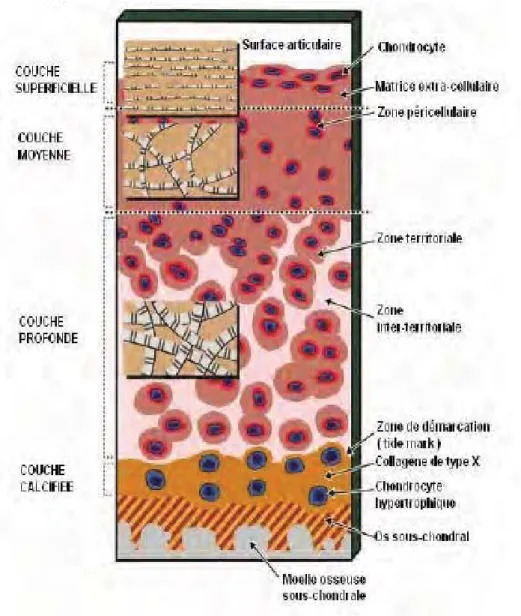 Figure 3 : Représentation schématique d’une coupe transversale de cartilage articulaire