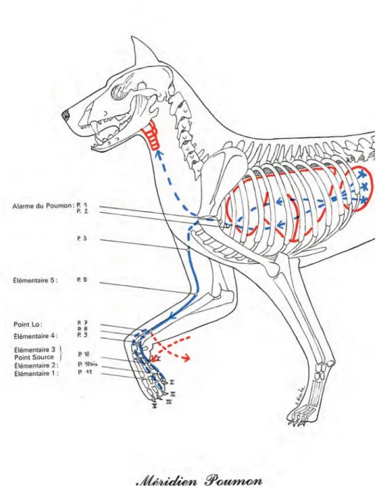 Figure 8 : le méridien Poumon (d’après F. Molinier, Traité d’Acupuncture Vétérinaire, 1985) 