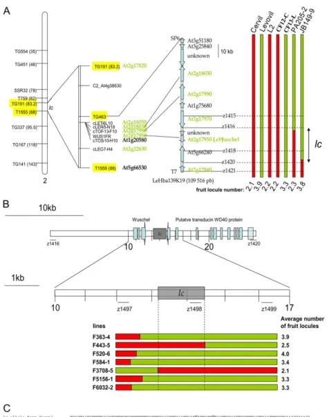 Figure 2. Fine mapping (A), ultra-high-resolution mapping (B), and polymorphism (C) of lc QTL