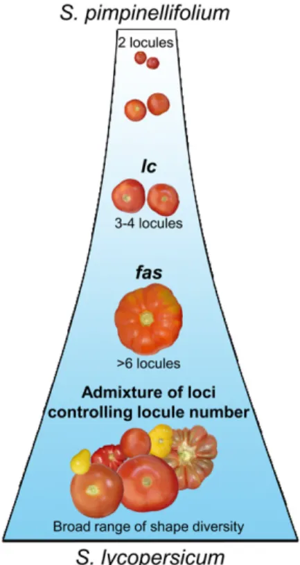 Figure 6. Model of locule number evolution in tomato fruits during domestication. S. pimpinellifolium is considered the wild ancestor of the cultivated tomato S