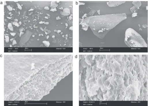 Fig. 7. SEM images of a section of DMCS subjected to acid hydrolysis and dried at 60 ◦ C overnight