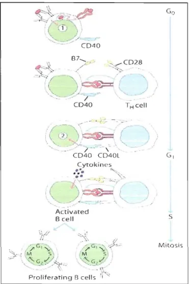 Figure 1.2.  Activation des cellules  B.  De :Golbsby R.,  KT  et  B. 