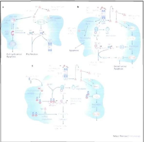 Figure  1.3.  Mode  d'action  du  MlF.  Calandra,  T.  and  Roger,  T.  (2003).  Macrophage  migration inhibitory factor:  a regulator of innate immunity