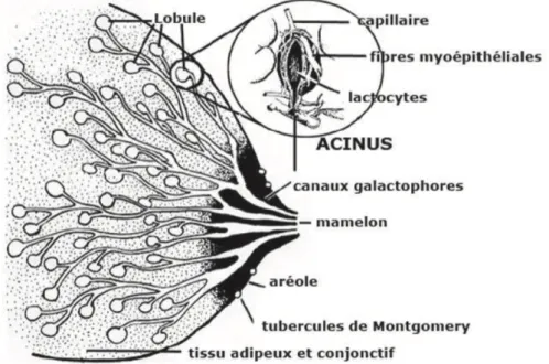Figure 1 : Structure de la glande mammaire (7)