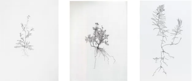 Fig 1.3:  Images from Michael Landy’s project Nourishment, etchings on paper, 2003  