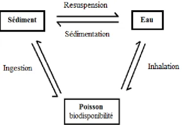 Figure 9 : Transfert de l’uranium et du plutonium dans les différents compartiments  environnementaux