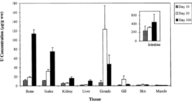 Figure 10 : Distribution de l’uranium dans différents organes et tissus du grand corégone nourrit  avec une alimentation contenant 10 000 µg U/g pendant 10, 30 et 100 jours