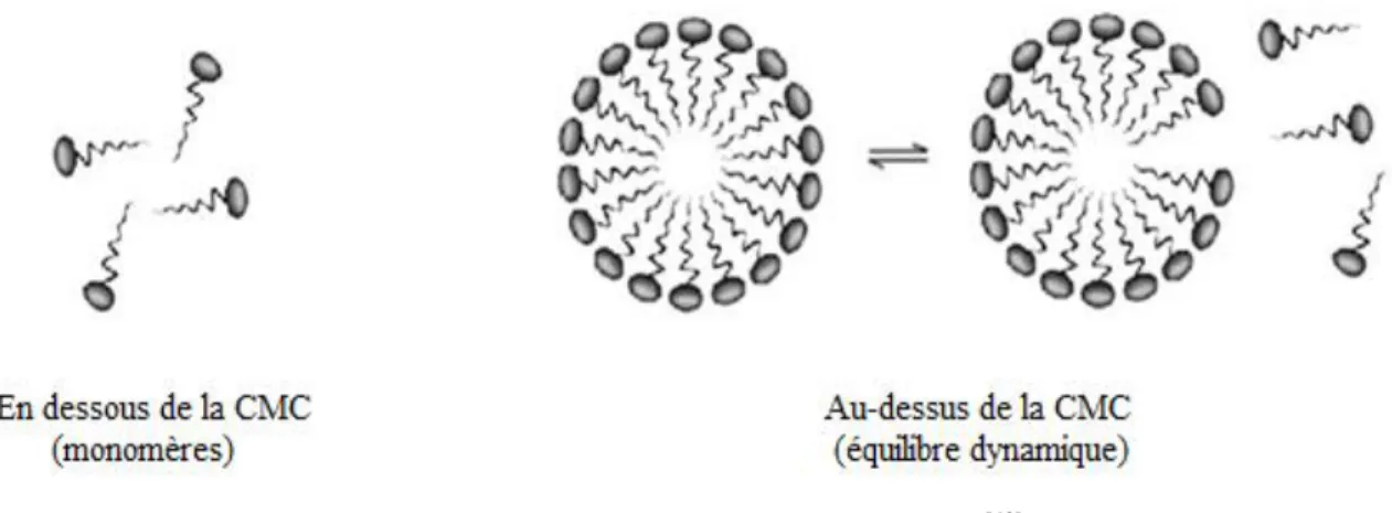 Figure 12 : Formation de micelle en solution.  [43] 