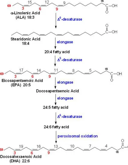 Figure 1 : Biochimie des acides gras oméga 3. 