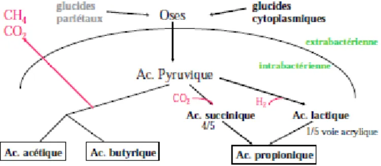 Figure 6 : Résumé des voies biochimiques de la dégradation des glucides dans le rumen