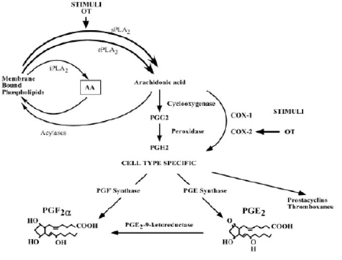 Figure 9 : Voie de biosynthèse de PGF2a au niveau de l'endomètre des ruminants 