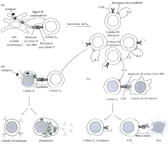 Figure  1.1:  Interaction  cellulaires  impliquées  dans  l'induction  des  réponses  immunitaires  (APC  :  cellules  présentatrice  d'antigène)