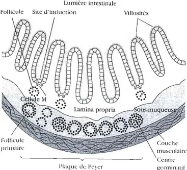 Figure  1.2 :  Coupe  schématique  de  la  muqueuse  bordant  l'intestin  montrant  un  nodule  de  follicule  lymphoïde  qui  constitue  une  plaque  de  Peyer  dans  la  sous-muqueuse