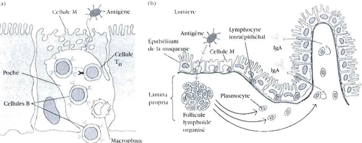 Figure  1.3:  (a)  Représentation d'une  cellule  M  contenue dans  la  muqueuse  intestinale