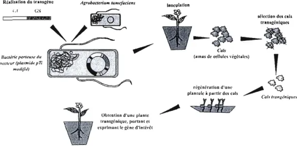 Figure  2.1:  Schématisation  de  l'obtention  d'une  plante  transgénique  par  utilisation  d'Agrobacterium tumefaciens (d'après Tzfira et Citovsky, 2006)