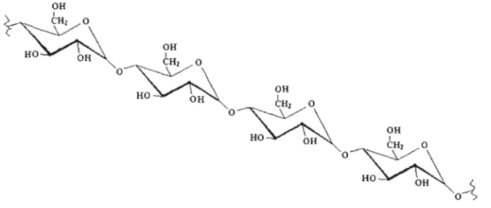 Figure 3.1  : Représentation schématique de  l'amylose:  polysaccharide fonné  d'unités  de  D-g1ucopyranose connectées par des liaisons alpha-( 1-4)-D-glucosidiques