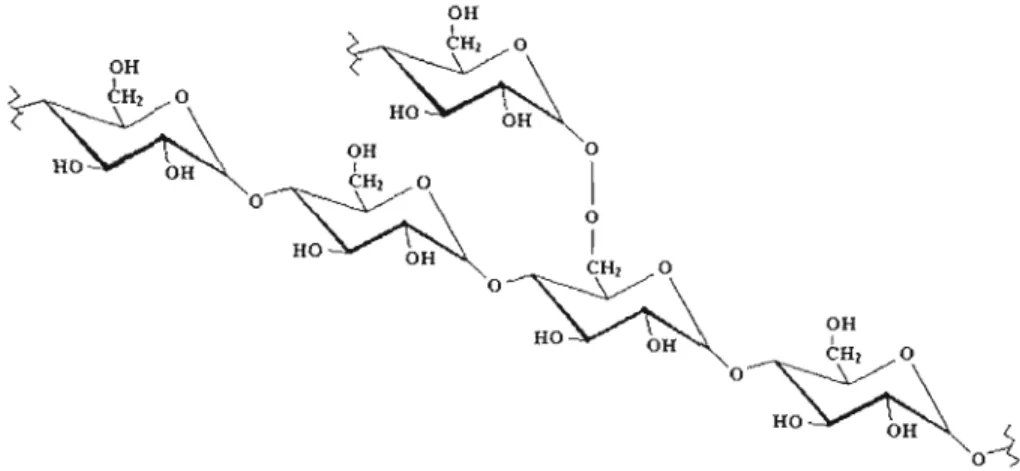 Figure  3.2:  Représentation  schématique  de  l'amylopectine:  Polysaccharide  formé  d'unités  de  D-glucopyranose  connectées  par  des  liaisons  alpha-(l-4)- et  alpha-(1-6)-D­