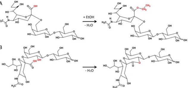 Figure 32 - Mécanisme de la réaction d'éthyl-estérification sur des résidus d'acides  sialiques liés en position 3 et en position 6