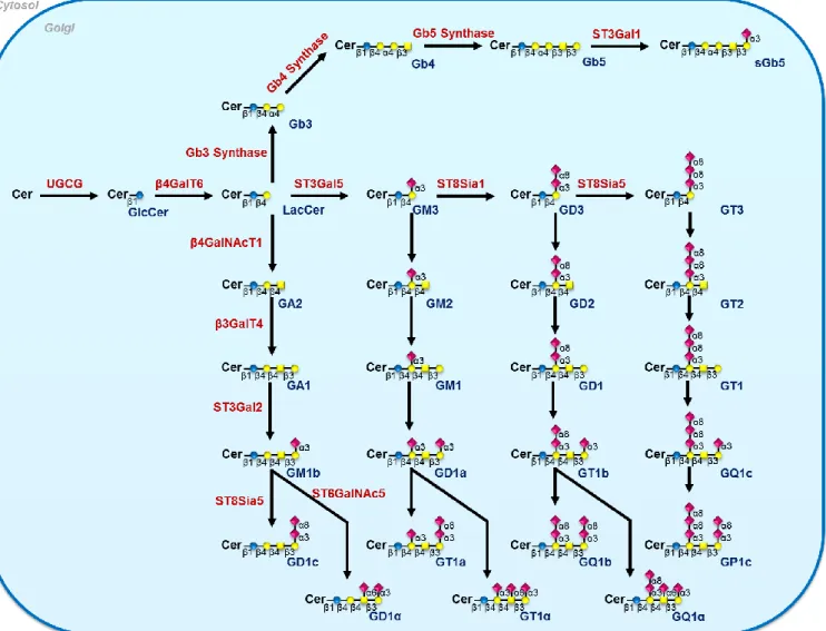 Figure 8 - Biosynthèse des glycosphingolipides de la famille des gangliosides et des  globosides chez les mammifères 
