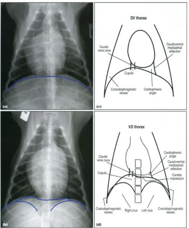 Figure  9 :  Aspect  normal  du  diaphragme  à  la  radiographie  dorso-ventrale  (a)  et  ventro-dorsale  (b)  et  représentations schématiques du diaphragme en vue dorso-ventrale (c) et ventro-dorsale (d) [36] 