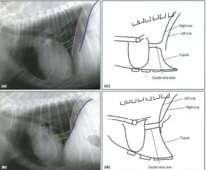 Figure  10 :  Aspect  radiographique  normal  du  thorax  en  radiographie  latérale  droit  (a)  et  gauche  (b)  et  représentations schématiques du diaphragme en vue latérale droite (c) et latérale gauche (d) [36] 