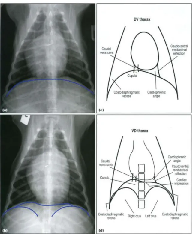 Figure  8 :  Aspect  normal  du  diaphragme  à  la  radiographie  dorso-ventrale  (a)  et  ventro-dorsale  (b)  et  représentations schématiques du diaphragme en vue dorso-ventrale (c) et ventro-dorsale (d)  [ 41]