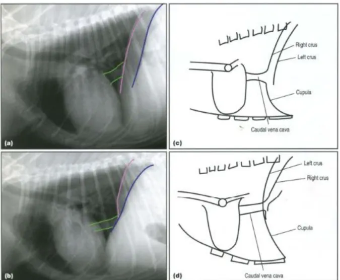 Figure  9 :  Aspect  radiographique  normal  du  thorax  en  radiographie  latérale  droit  (a)  et  gauche  (b)  et  représentations schématiques du diaphragme en vue latérale droite (c) et latérale gauche (d) [40] 