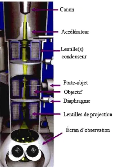 Figure  1.8  Schéma d'un microscope électronique  à  transmission  1.2.2  Méthodes  utilisées pour augmenter le  contraste 