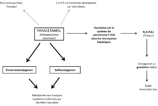 Tableau 16 : Biotransformation du paracétamol [44] [51] [67]. 