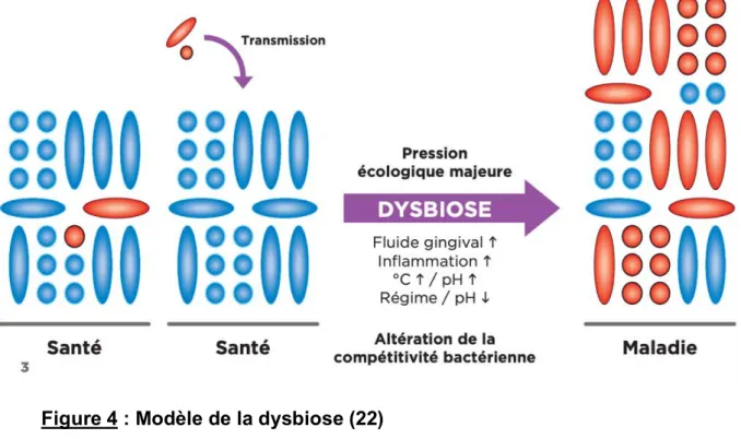 Figure 4 : Modèle de la dysbiose (22) 