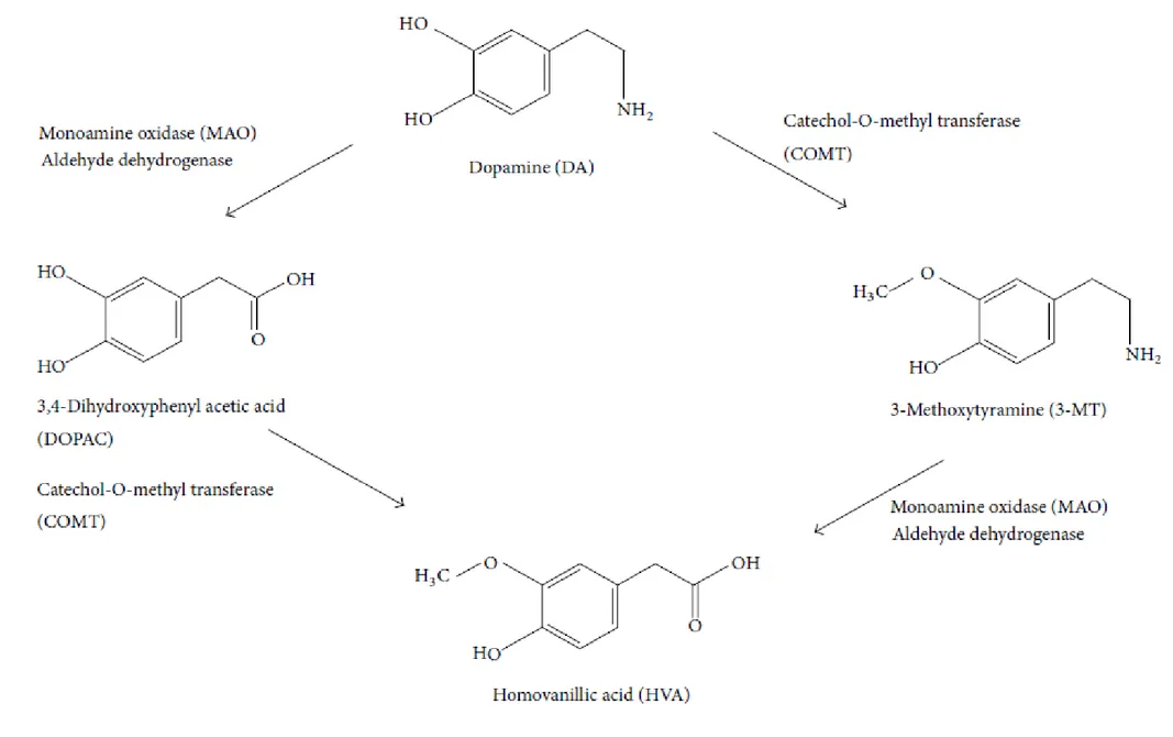 Figure n°5 : Catabolisme de la dopamine 