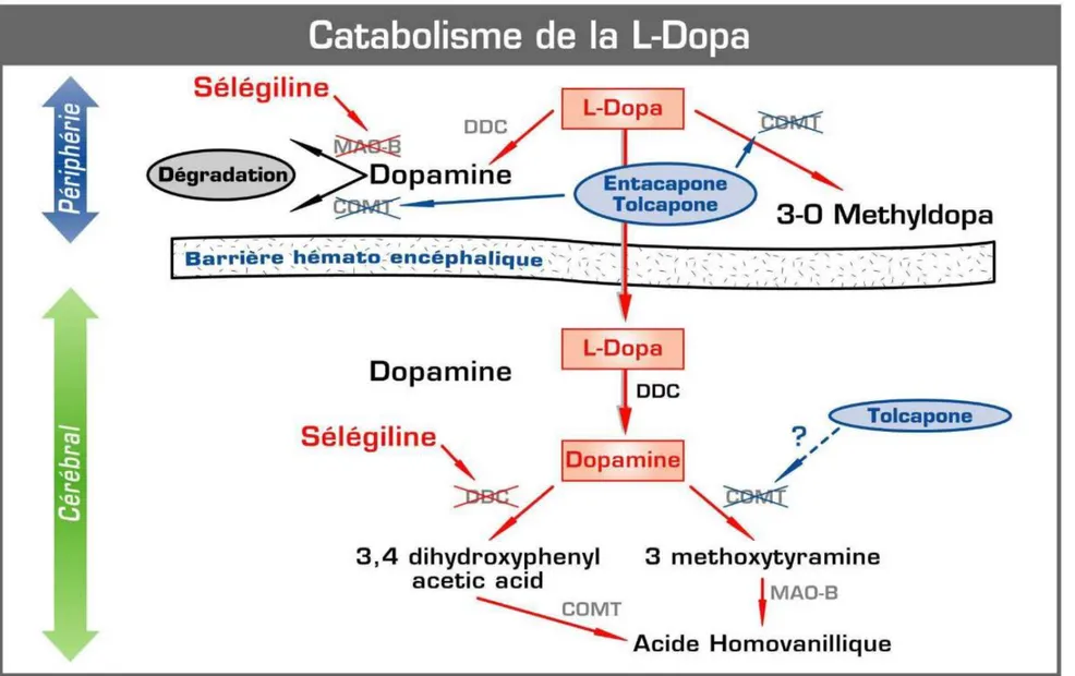 Figure n°8 : L’inhibition  des enzymes responsables du catabolisme  de la  L-Dopa 