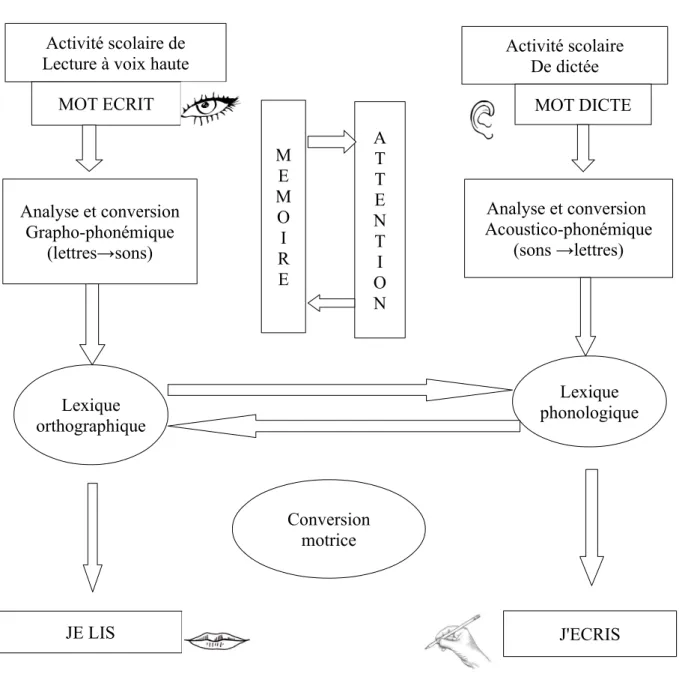 Figure 6.1   Processus impliqués dans la lecture à voix haute et l'écriture d'un mot  dicté, Pannetier (2011), p 118.