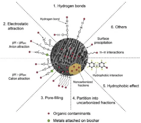 Figure 1.5 : Mécanismes de sorption des contaminants organiques sur les biochars (Tan et al