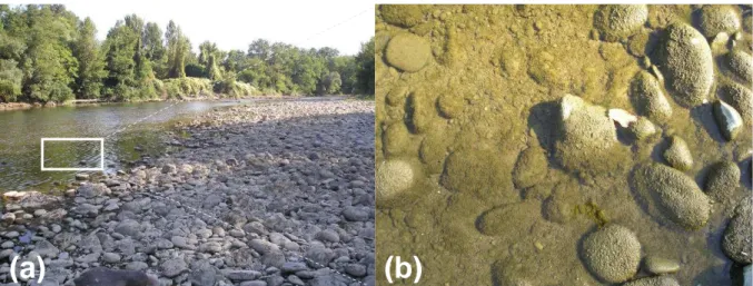 Figure 1. (a) Tronçon de la Garonne situé 36 km en amont de Toulouse, où (b) les galets en  eau peu profonde sont recouverts d’une épaisse couche de biofilm épilithique