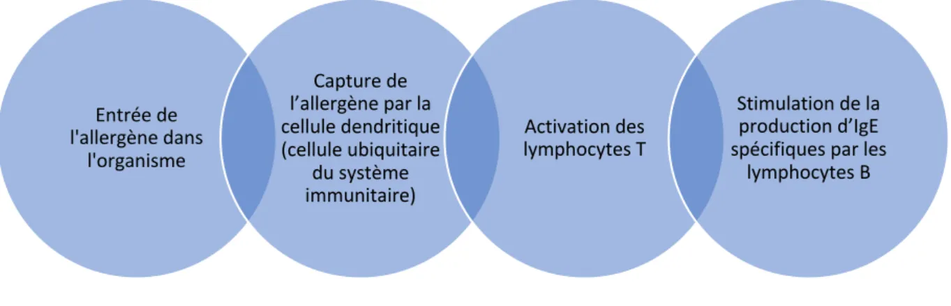 Figure 3. Phase de sensibilisation à l'allergène. Figure adaptée d'après un schéma de Valenta et al (43)  b)  La phase de réactivation du système immunitaire (figure 4) 