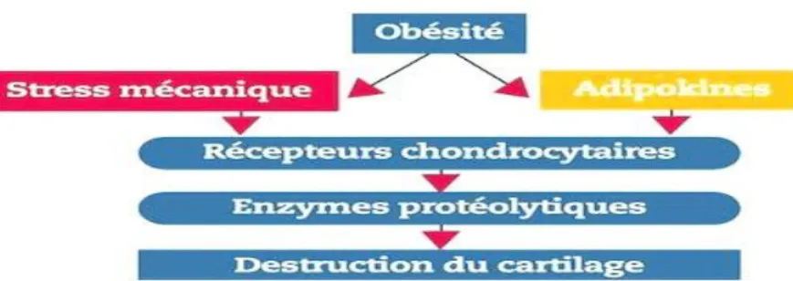 Figure 5 : Étiopathogénie de l’arthrose métabolique [35] 