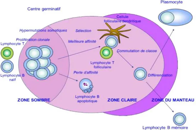 Figure 4 - Activation des lymphocytes B dans le centre germinatif (5) 