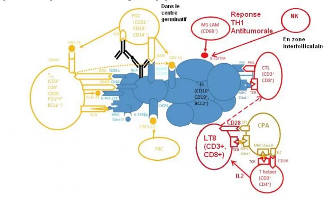 Figure 9 - Mise en place de l’immunité anti-tumorale. D’après (13)