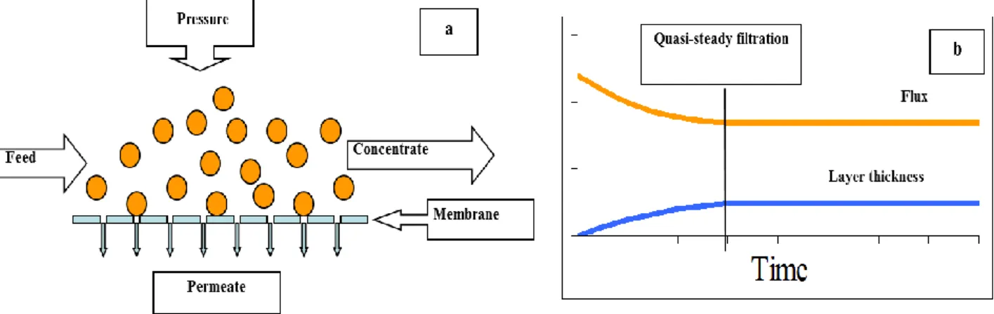 Figure I.4:  a) Principle of cross-flow microfiltration; b) Representation of the quasi-steady  filtrate flow