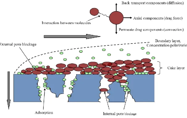 Figure I.7: Schematic description of fouling mechanisms during filtration of wine. 