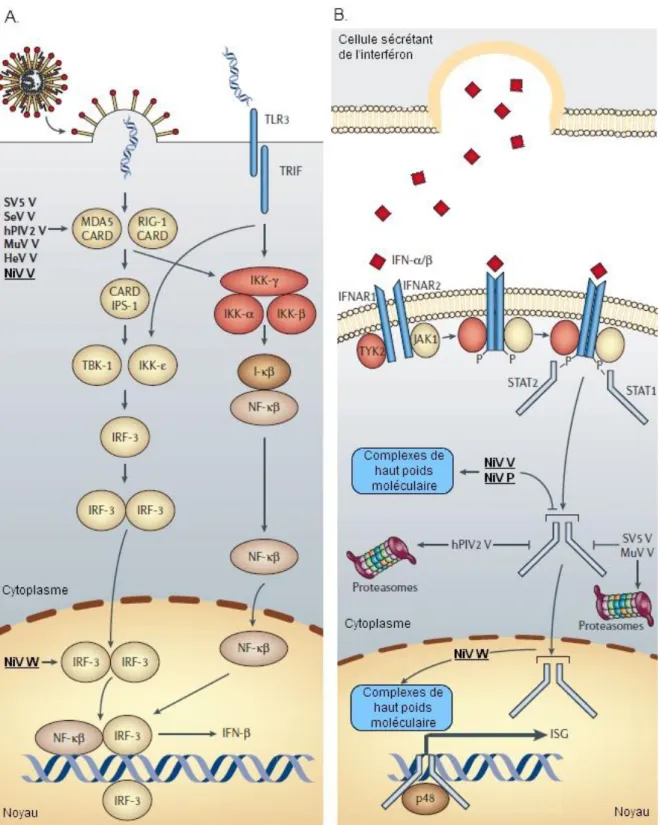 Figure 6 : Voies d’inhibition de la réponse interféron par les protéines non structurales  des Paramyxoviridae