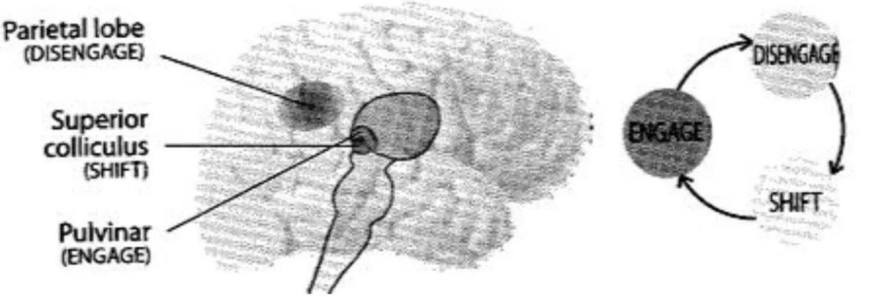 Figure 2 : Modèle attentionnel de Posner, 1984 