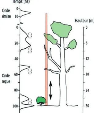 Figure 1 - Ondes laser émises et reçues sur une zone de végé- végé-tation complexe. Tous les objets suffisamment résolus  spatia-lement contribuent à la forme de l’onde via le retour des 4  échos : 1 : premier retour, 2 et 3 : retours intermédiaires et  4 