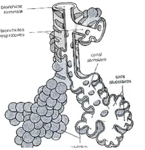 Figure  3.3  Schéma  montrant  le  rapport  entre  Bronchiole  terminale,  bronchiole  respiratoire,  canaux alvéolaires, sacs  alvéolaires  et  alvéoles 