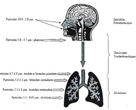 Figure 3.6:  Pénétration des particules dans  &#34;appareil respiratoire 