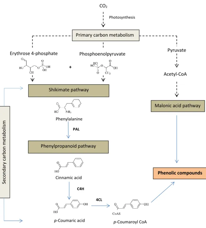Figure 1.2 Metabolic pathways of phenolic compounds biosynthesis. 