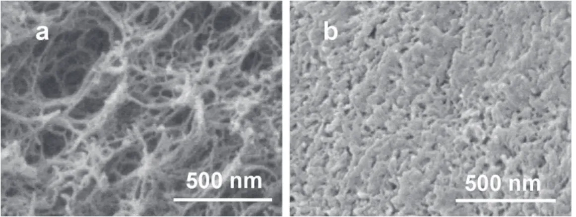 Fig. 3. Scanning electron micrographs of cross-sections of (a) Ca-alginate and (b) k-carrageenan aerogels.