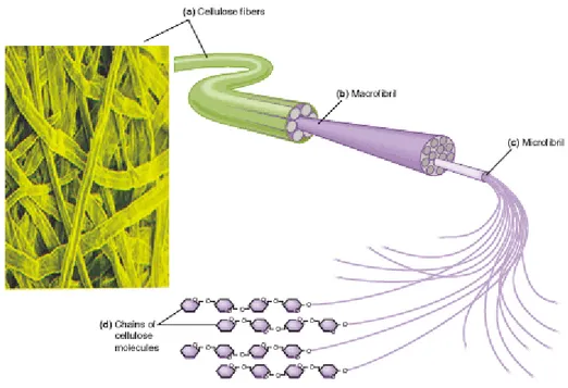 Figure 4. Formation of micro- and macrofibrils (fibres) of cellulose and their position in the  wall 